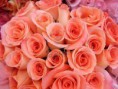 /album/productos/a1312492636-236050037-1-fotos-de-hermosas-ramo-de-rosas-para-regalar-en-esa-ocasion-especial-y-a-un-super-precio-jpg/